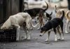 J&K Govt Orders Urban Local Bodies To Secure Schools, Hospitals, Stadiums From Stray Dogs