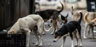 J&K Govt Orders Urban Local Bodies To Secure Schools, Hospitals, Stadiums From Stray Dogs