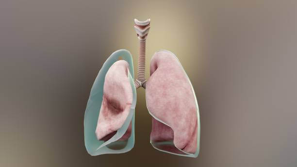 lungs