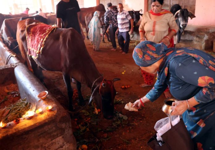 Devotees offering fodder and Chapatis to cows on the occasion of Gopashtami on Thursday. — Excelsior/Rakesh