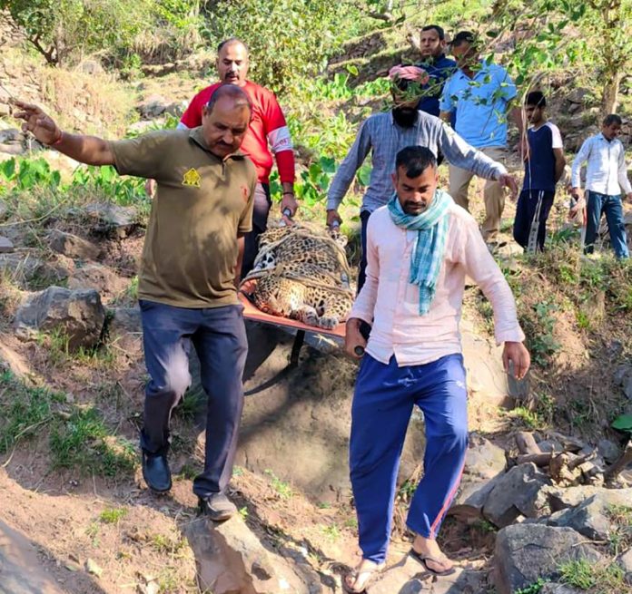 Wildlife Department team shifting carcass of leopard from forest area to Wildlife Centre. -Excelsior/K Kumar
