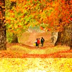 Golden Silence The spell of autumn in Kashmir
