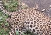 Leopard Found Dead In Jammu And Kashmir’s Poonch