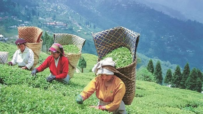 Tea production falls 5.9  per cent in September 2025