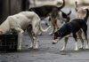 Move Stray Canines To Designated Shelters: SC On Dog Bite Cases In Institutional Areas