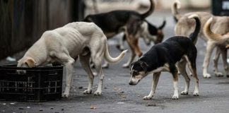 Move Stray Canines To Designated Shelters: SC On Dog Bite Cases In Institutional Areas
