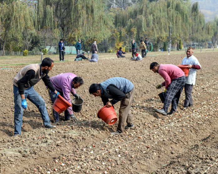 Workers busy in planting Tulip bulbs for upcoming season at Asia's Largest Tulip Garden in Srinagar on Wednesday. —Excelsior/Shakeel