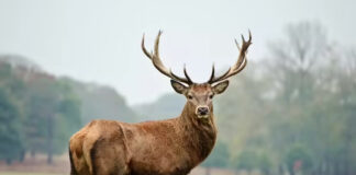 Hangul Population Shows Steady Growth At Breeding Centre In South Kashmir
