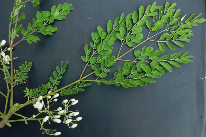 MORINGA