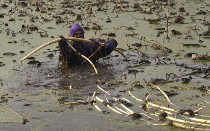 Farmer extracting Lotus stems locally known as Nadur in the sub-zero temperature from the water of Anchar Lake in Kashmir. -Excelsior/Shakeel