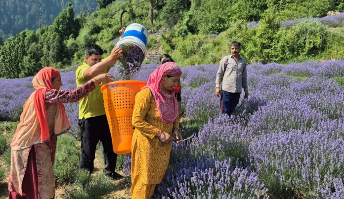Farmers busy in lavender farming in Bhaderwah. -Excelsior/Tilak Raj