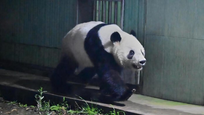 Japan's last pair of pandas have arrived back in China Japan's last pair of pandas have arrived back in China