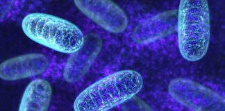 Study discovers stress-reducing role of natural molecule in body, may help with metabolic disorders