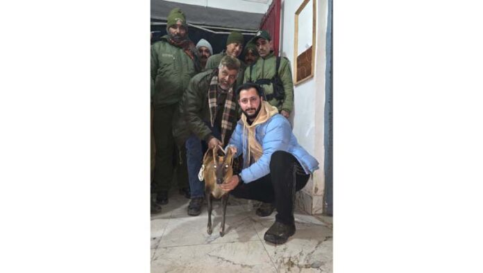 A grown up barking deer rescued by police and locals from Mandi area of Poonch.
