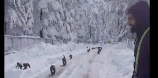 J&K | Stranded Monkeys Rescued, Fed By Highway Workers During Heavy Snowfall