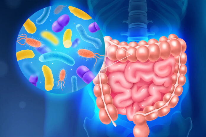 Modulating Gut Microbiome May Help Reverse Ageing-Related Memory Loss: Study