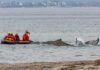Rescuers try to refloat stranded  humpback whale in Germany's Baltic Sea