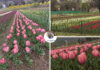 Asia’s Largest Tulip Garden 7–8 Days Away From Full Bloom, Says CM Omar After Sneak Peek