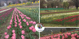 Asia’s Largest Tulip Garden 7–8 Days Away From Full Bloom, Says CM Omar After Sneak Peek