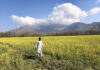 Mesmerising view of Mustard fields of Tral in South Kashmir's Pulwama District. -Excelsior/Younis Khaliq