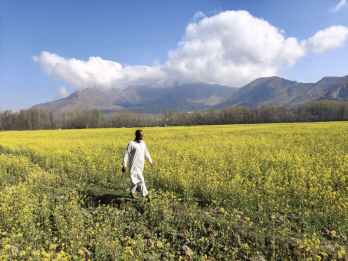 Mesmerising view of Mustard fields of Tral in South Kashmir's Pulwama District. -Excelsior/Younis Khaliq Mesmerising view of Mustard fields of Tral in South Kashmir's Pulwama District. -Excelsior/Younis Khaliq