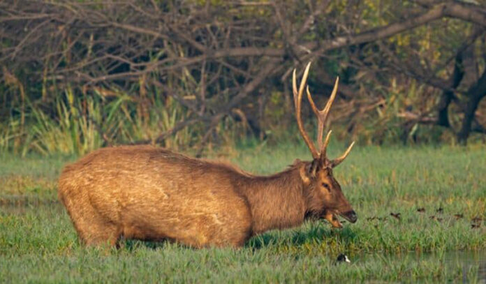 Sambar deer which was rescued by Wildlife Department in Udhampur. -Excelsior/K Kumar