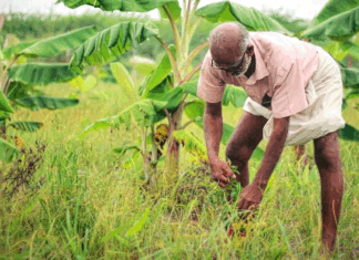 Transitioning to Natural Farming in Himalayan Horticulture Systems