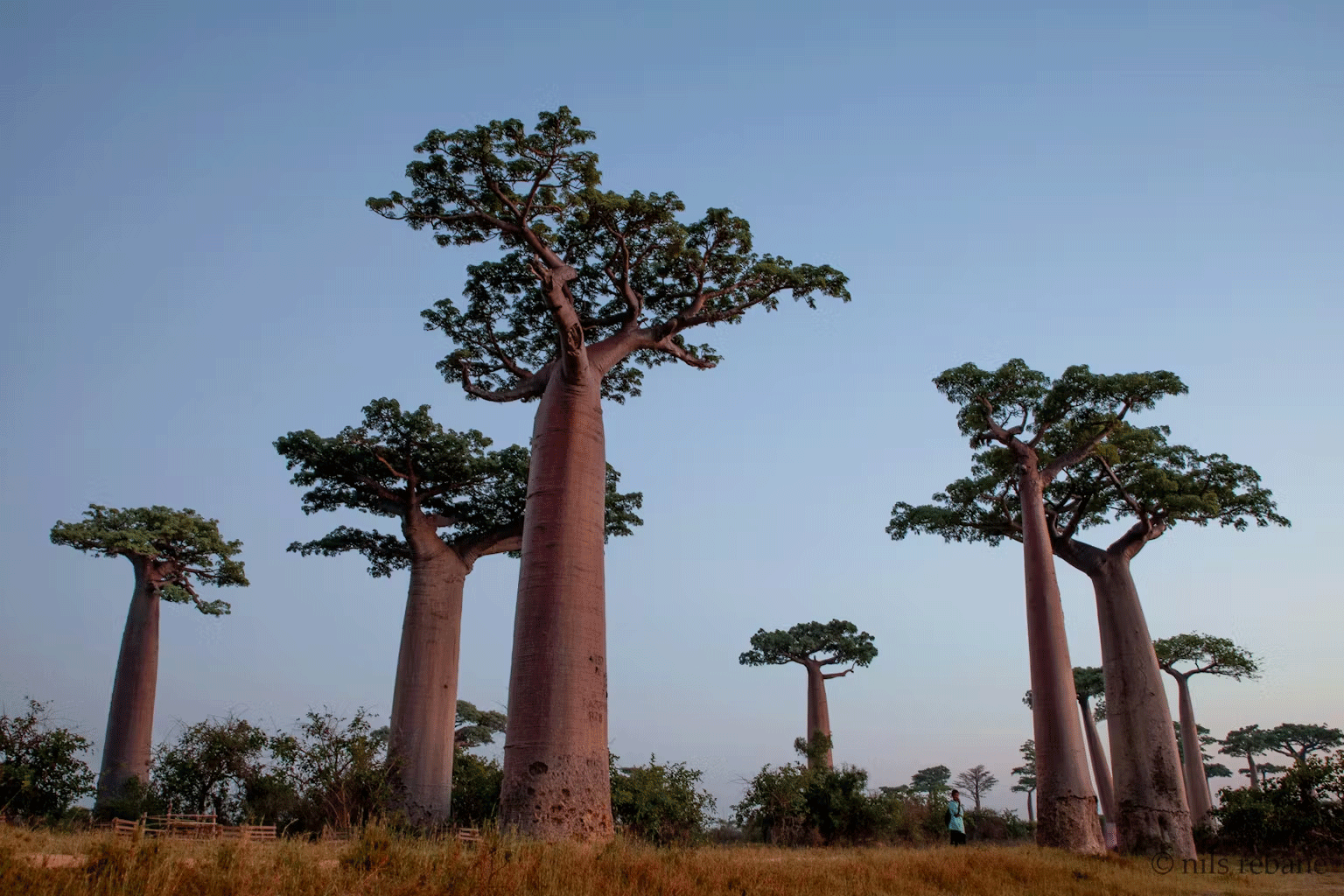Tourist visits to Madagascar help conserve some forests, but others suffer: study suggests what to do