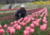 Tulip beds ready in Srinagar as Asia’s largest tulip garden prepares to showcause 1.8 million blooms. —Excelsior/Shakeel