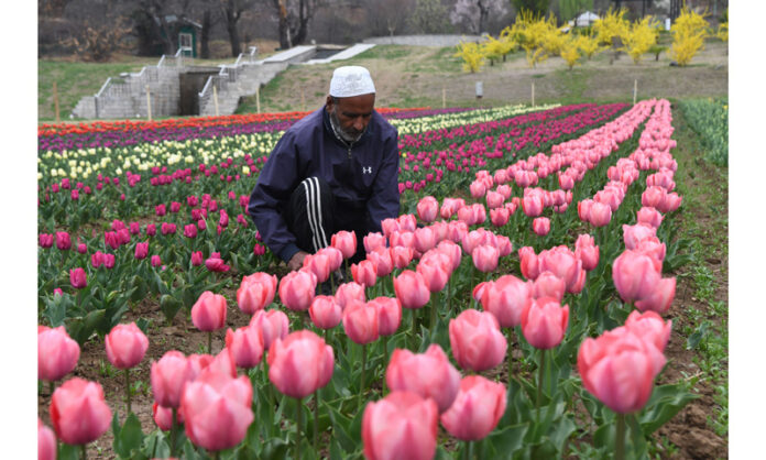 Tulip beds ready in Srinagar as Asia’s largest tulip garden prepares to showcause 1.8 million blooms. —Excelsior/Shakeel