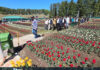 Tourists visiting Sanasar Tulip Garden on Wednesday.