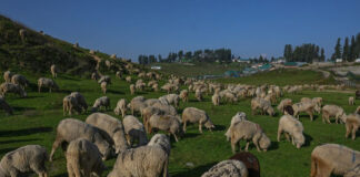 Jammu And Kashmir To Import 4 Elite Foreign Breeds Of Sheep, Goat