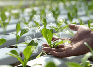 Aeroponics: A Highly Efficient and Sustainable Cultivation Technology