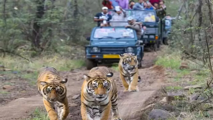 Tiger reserve Rajasthan