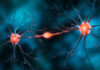 Neurons in brain's memory region mature from dense, random links to structured, refined ones: Study