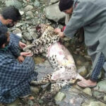 When Boundaries Blur : Human-Wildlife Conflict in J&K and Ladakh Himalayas