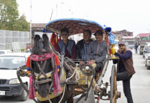 Bringing the lost era back to life, Ghulam Rasool Kumar (70) of Zaina Kadal area of Srinagar brings the traditional horse cart to the Srinagar city once again. -Excelsior/Shakeel