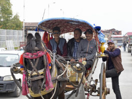 Bringing the lost era back to life, Ghulam Rasool Kumar (70) of Zaina Kadal area of Srinagar brings the traditional horse cart to the Srinagar city once again. -Excelsior/Shakeel