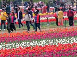 Tourists visiting Tulip Garden in Srinagar on Saturday.