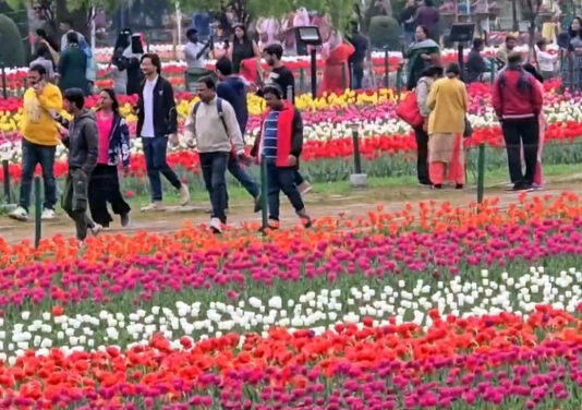 Tourists visiting Tulip Garden in Srinagar on Saturday.