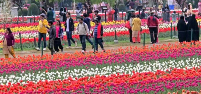 Tourists visiting Tulip Garden in Srinagar on Saturday. Tourists visiting Tulip Garden in Srinagar on Saturday.