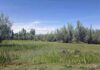 A view of Hygam wetland in Sopore area of North Kashmir’s Baramulla district. —Excelsior/Aabid Nabi