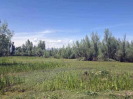 A view of Hygam wetland in Sopore area of North Kashmir’s Baramulla district. —Excelsior/Aabid Nabi