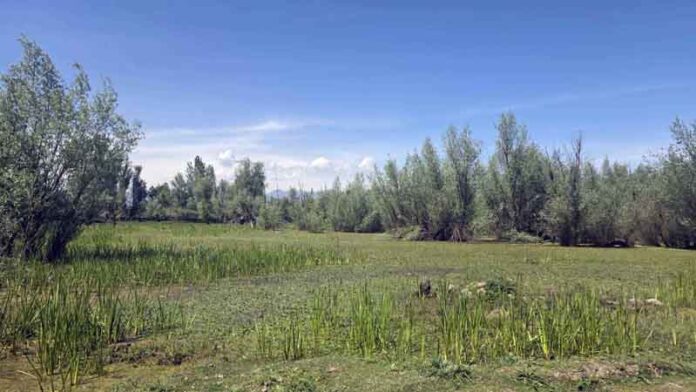 A view of Hygam wetland in Sopore area of North Kashmir’s Baramulla district. —Excelsior/Aabid Nabi