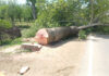 A decades-old Chinar tree lies felled in north Kashmir's Kralagund area of Handwara. -Excelsior/Aabid Nabi