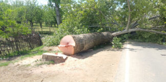 A decades-old Chinar tree lies felled in north Kashmir's Kralagund area of Handwara. -Excelsior/Aabid Nabi