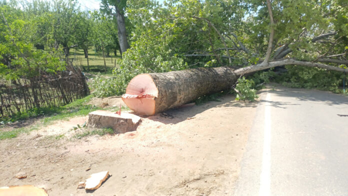 A decades-old Chinar tree lies felled in north Kashmir's Kralagund area of Handwara. -Excelsior/Aabid Nabi