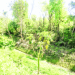 Silent Choking of Ravi Tawi Canal