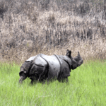 Back to the wild: How rewilding is reshaping India’s rhino future