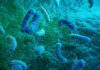 Climate change linked with rise in antibiotic resistance in salmonella: Analysis